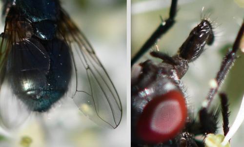 Réf. 271 464 : Eudasyphora cyanicolor